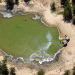 22 กันยายน 2563 นักวิทย์ได้คำตอบ “ไซยาโนแบคทีเรีย” ต้นเหตุทำช้างบอตสวานาตาย ๓๓๐ ตัว, Whale Energy Station