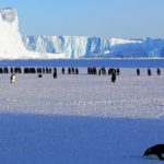 การสูญเสียน้ำแข็งในแอนตาร์กติกา, Whale Energy Station