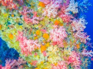 เดินหน้าวาง 7 ขาแท่นปิโตรเลียมเป็นปะการังเทียมครั้งแรกในประเทศไทย, Whale Energy Station