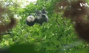 Slothbot หุ่นยนต์สโลว์ไลฟ์ช่วยให้มนุษย์เข้าใจธรรมชาติมากขึ้น, Whale Energy Station