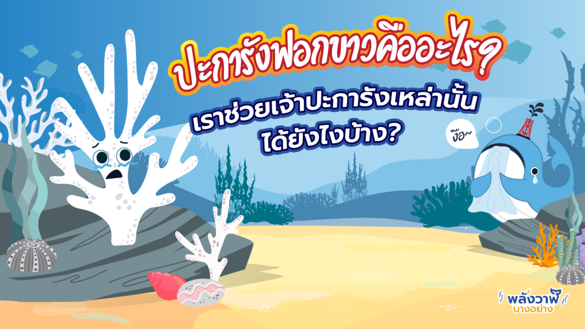 ปะการังฟอกขาวคืออะไร? เราช่วยเจ้าปะการังเหล่านั้นได้ยังไงบ้าง?