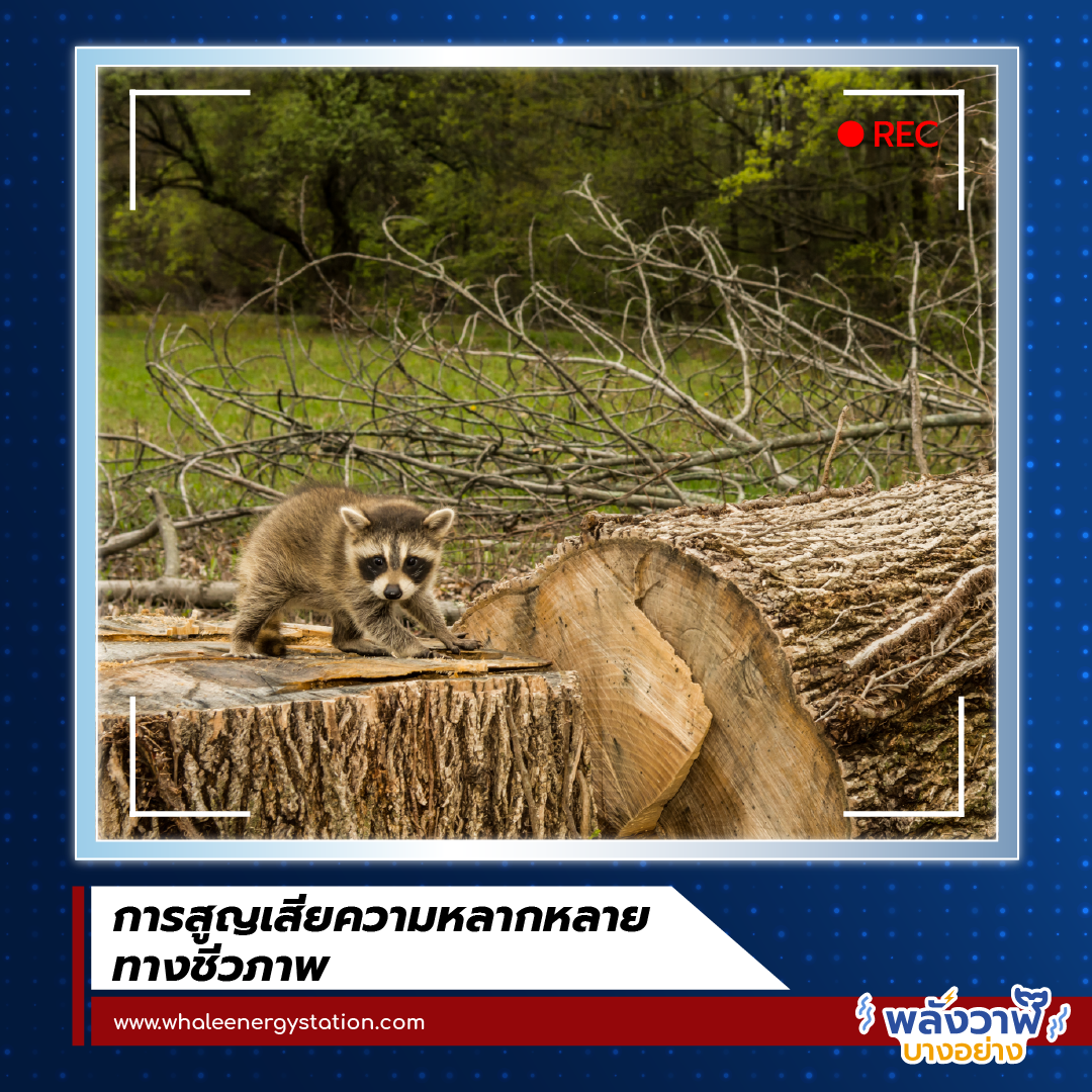 Overview กับพี่วาฬ ปัญหาสิ่งแวดล้อม, Whale Energy Station