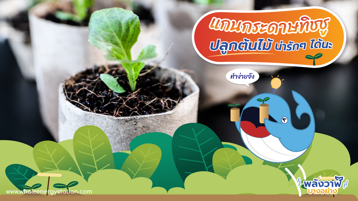 แกนประดาษทิชชูปลูกต้นไม้น่ารักๆ ได้นะ, Whale Energy Station