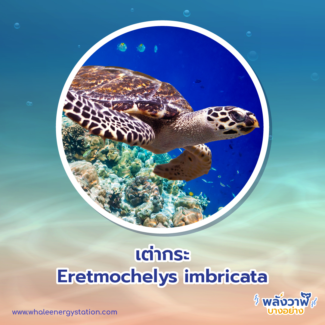 วันเต่าโลก 23 พฤษภาคม 2564 พี่วาฬพาไปดู&#8230;เต่า 9 ชนิดถูกยกให้เป็นสัตว์ป่าคุ้มครอง, Whale Energy Station