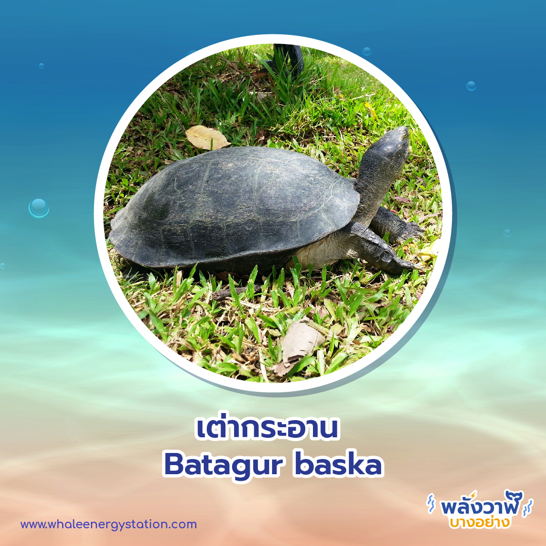 วันเต่าโลก 23 พฤษภาคม 2564 พี่วาฬพาไปดู&#8230;เต่า 9 ชนิดถูกยกให้เป็นสัตว์ป่าคุ้มครอง, Whale Energy Station