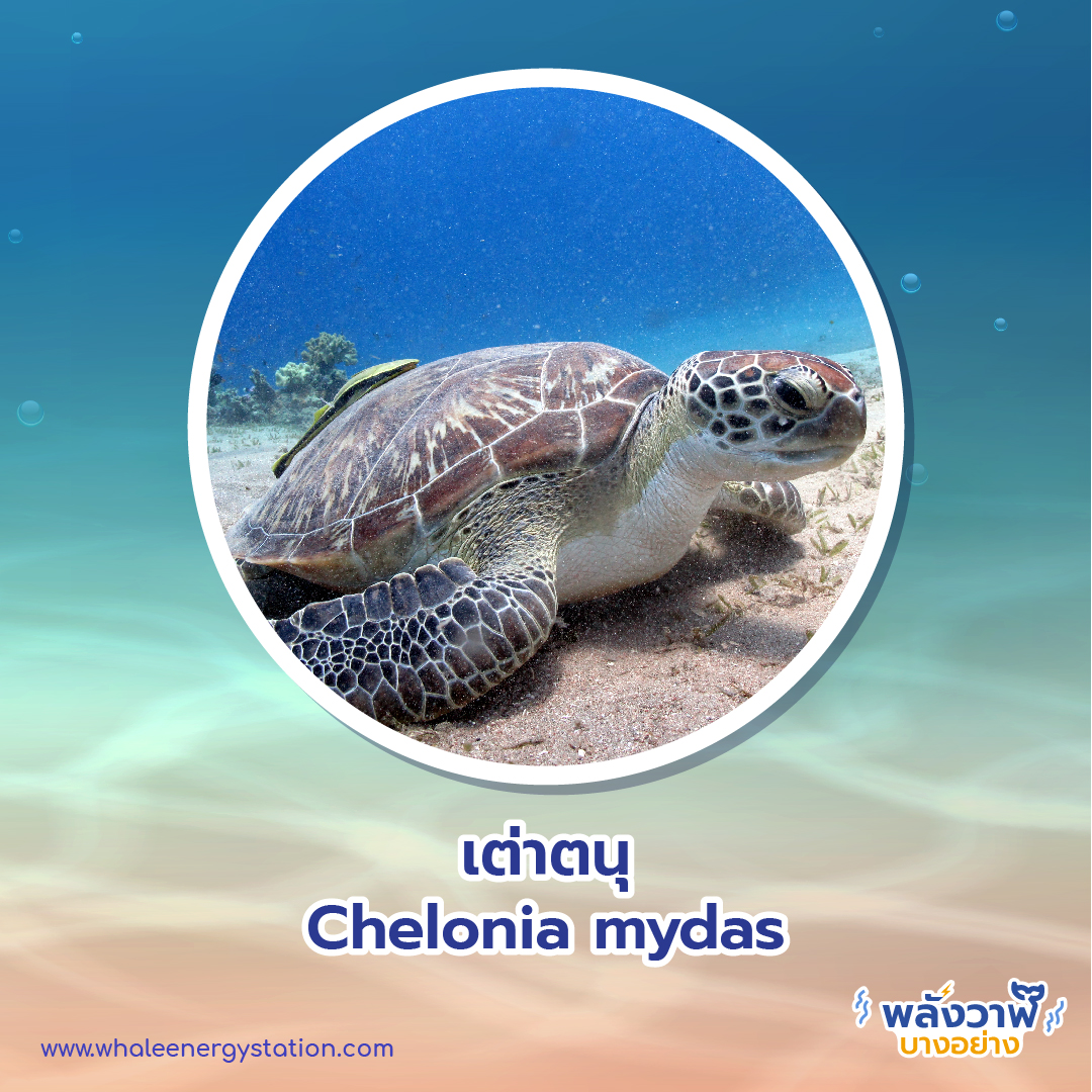 วันเต่าโลก 23 พฤษภาคม 2564 พี่วาฬพาไปดู&#8230;เต่า 9 ชนิดถูกยกให้เป็นสัตว์ป่าคุ้มครอง, Whale Energy Station