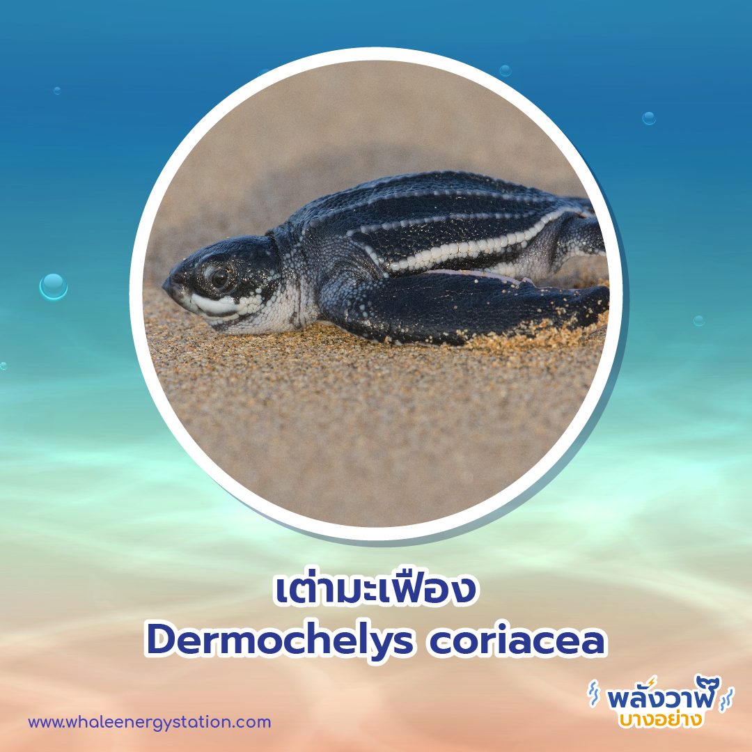 วันเต่าโลก 23 พฤษภาคม 2564 พี่วาฬพาไปดู&#8230;เต่า 9 ชนิดถูกยกให้เป็นสัตว์ป่าคุ้มครอง, Whale Energy Station