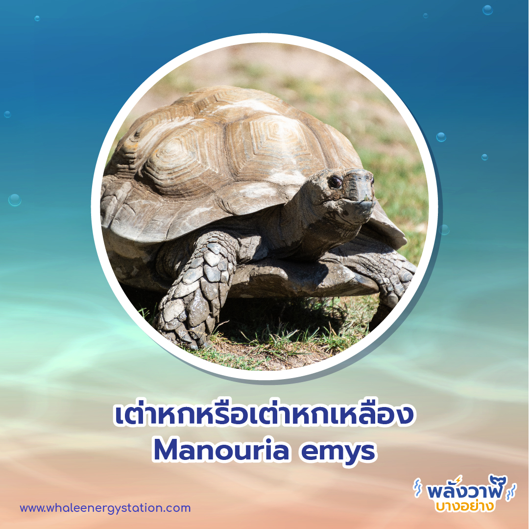 วันเต่าโลก 23 พฤษภาคม 2564 พี่วาฬพาไปดู&#8230;เต่า 9 ชนิดถูกยกให้เป็นสัตว์ป่าคุ้มครอง, Whale Energy Station