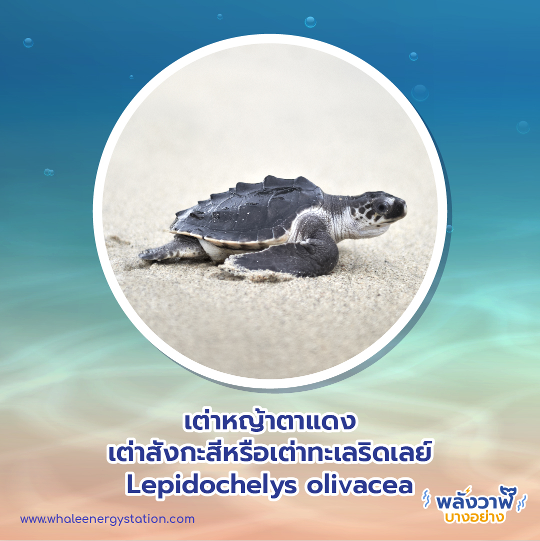 วันเต่าโลก 23 พฤษภาคม 2564 พี่วาฬพาไปดู&#8230;เต่า 9 ชนิดถูกยกให้เป็นสัตว์ป่าคุ้มครอง, Whale Energy Station