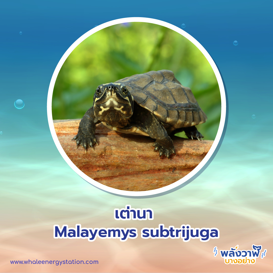วันเต่าโลก 23 พฤษภาคม 2564 พี่วาฬพาไปดู&#8230;เต่า 9 ชนิดถูกยกให้เป็นสัตว์ป่าคุ้มครอง, Whale Energy Station