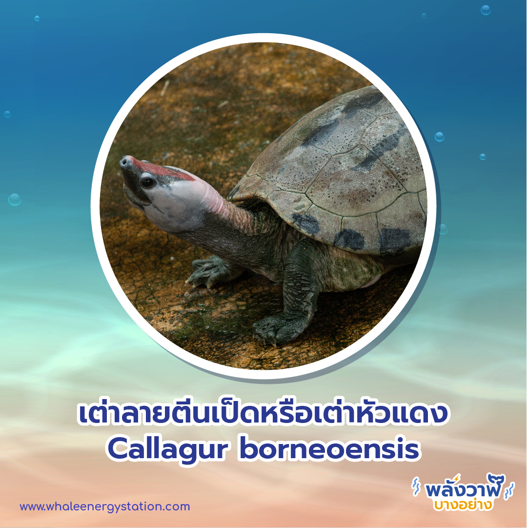 วันเต่าโลก 23 พฤษภาคม 2564 พี่วาฬพาไปดู&#8230;เต่า 9 ชนิดถูกยกให้เป็นสัตว์ป่าคุ้มครอง, Whale Energy Station