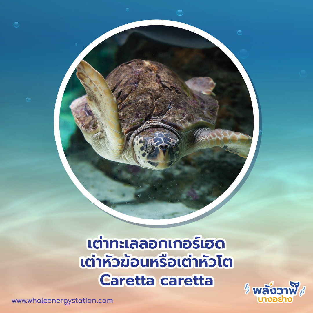 วันเต่าโลก 23 พฤษภาคม 2564 พี่วาฬพาไปดู&#8230;เต่า 9 ชนิดถูกยกให้เป็นสัตว์ป่าคุ้มครอง, Whale Energy Station