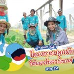 พี่วาฬพารู้จัก โครงการปลูกผักใตแผงโซลาร์เซลส์ จาก EA, Whale Energy Station