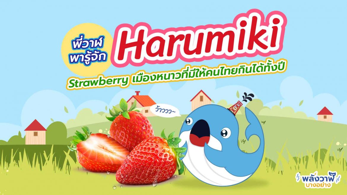 พี่วาฬพารู้จัก Harumiki Strawberry เมืองหนาวในไทยที่มีให้กินทั้งปี