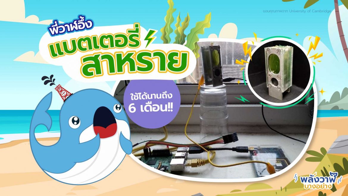 พี่วาฬอึ้ง แบตเตอรี่จาก สาหร่าย ใช้ได้นานถึง 6 เดือน!!