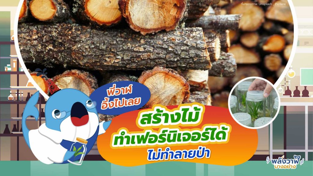 พี่วาฬอึ้งไปเลย สร้างไม้ทำเฟอร์นิเจอร์ได้ ไม่ทำลายป่า, Whale Energy Station