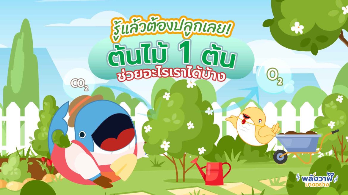 รู้แล้วต้องปลูกเลย! ต้นไม้ 1 ต้นช่วยอะไรเราได้บ้าง