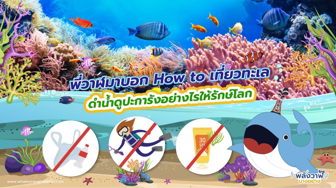 พี่วาฬมาบอก How to เที่ยวทะเล ดำน้ำดูปะการังอย่างไรให้รักษ์โลก