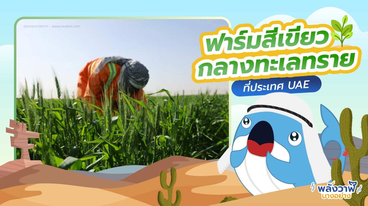 สุดล้ำ กับฟาร์มสีเขียวกลางทะเลทรายที่ประเทศ UAE