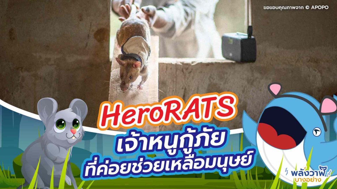 HeroRATS เจ้าหนูกู้ภัย ที่ค่อยช่วยเหลือมนุษย์
