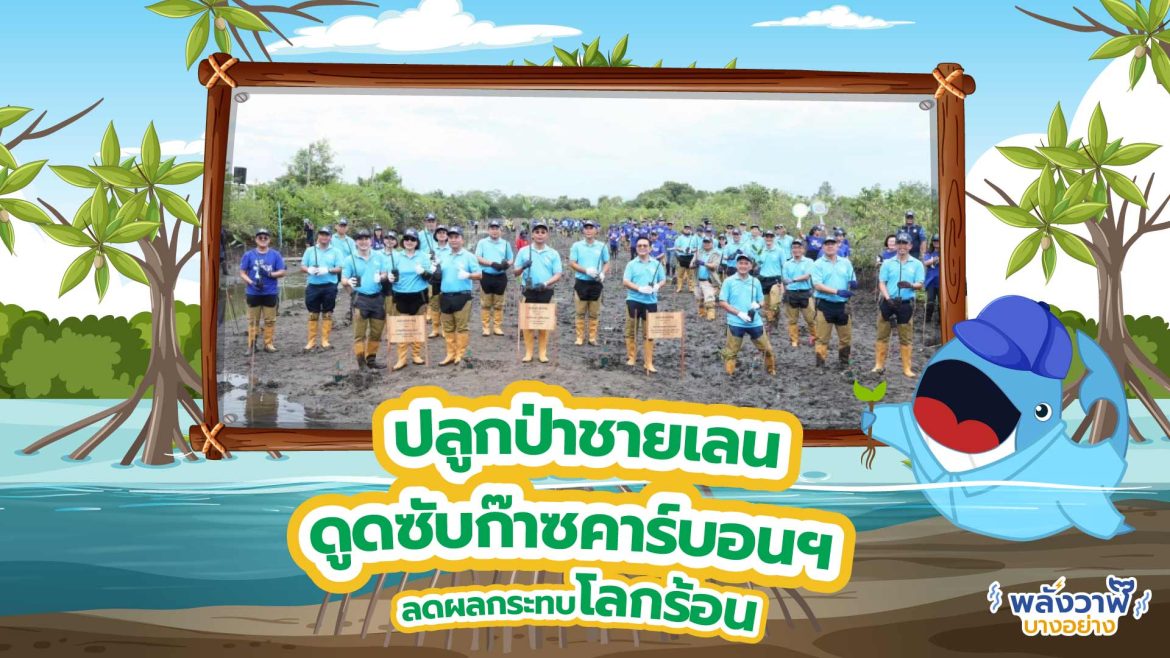 ปลูกป่าชายเลน ดูดซับก๊าซคาร์บอนฯ ลดผลกระทบโลกร้อน