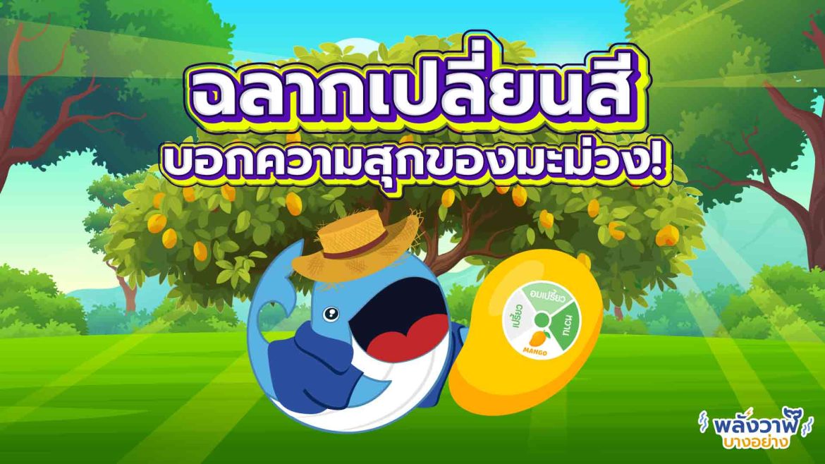 ฉลากเปลี่ยนสี บอกความสุกของมะม่วง!