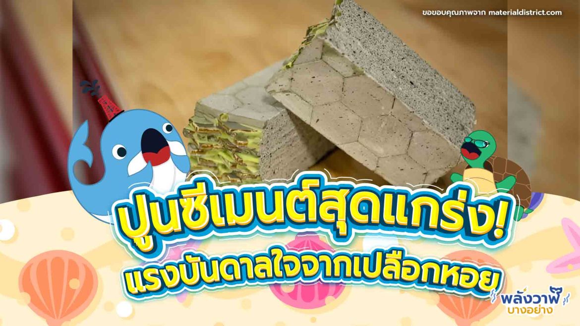 ปูนซีเมนต์สุดแกร่ง! แรงบันดาลใจจากเปลือกหอย
