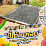 ผลไม้สุกเร็ว กินไม่ทัน? &#8220;ขี้เถ้าแกลบ&#8221; ชะลอการสุก เก็บได้นานขึ้นถึง 2 สัปดาห์, Whale Energy Station