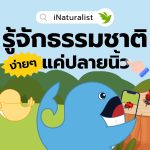 iNaturalist รู้จักธรรมชาติง่าย ๆ แค่ปลายนิ้ว, Whale Energy Station