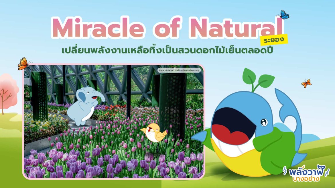 Miracle of Natural ระยอง เปลี่ยนพลังงานเหลือทิ้งเปลี่ยนเป็นสวนดอกไม้เย็นตลอดปี